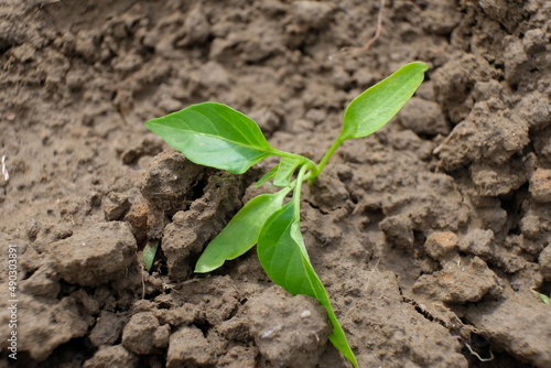 FU 2021-05-23 Obstfeld 53 Im Erdboden wächst eine jubnge Chilipflanze