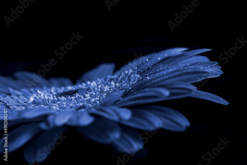 Very peri coloured flower on a black background, close up, isolated