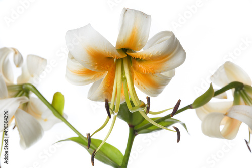 White-orange lily flower with long green stamens isolated on white background.