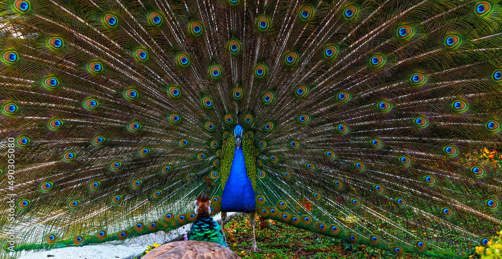 Obraz premium Peacock with tail outstretched seducing the female