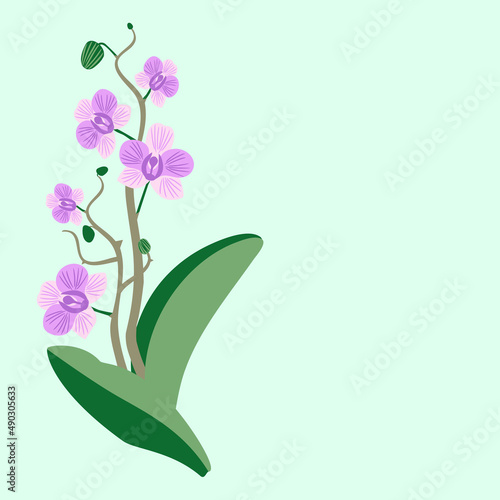 Fototapeta Naklejka Na Ścianę i Meble -  Vector - orchid flower, illustriaited template.