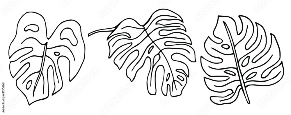 Hand drawn doodle monstera tropical leaf icon on white background Vector illustration. Rainforest symbol collection Cartoon sketch element: greenery Philodendron Hawaiian Safari Rain Forest Palm Leave Hand drawn doodle monstera tropical leaf icon on white background Vector illustration. Rainforest symbol collection Cartoon sketch element: greenery Philodendron Hawaiian Safari Rain Forest Palm Leave