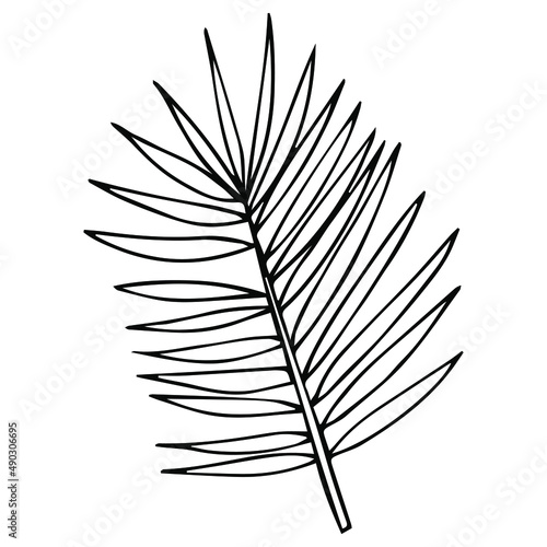 tropical leaf palm icon doodle