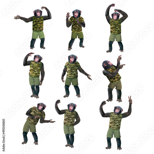 chimpanzé, habillé, militaire, camouflage, zoo, zoologique, soldat, attitude, model, mouvement, drôle, armé, salut, sympa, guère, sport