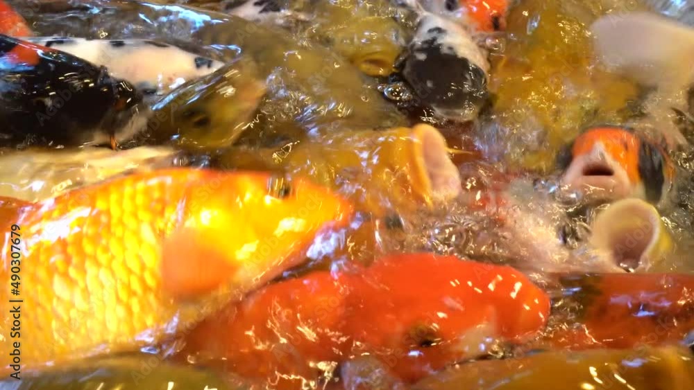 Looking down into a pond of Colorful koi fish swimming at the surface and waiting for Food - Macro Shot Looking down into a pond of Colorful koi fish swimming at the surface and waiting for Food - Macro Shot