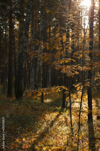 sun rays in the autumn forest