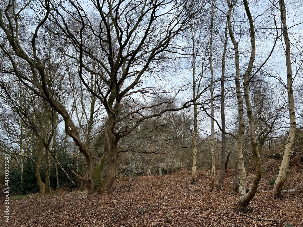 Obraz premium Forest landscape with bare branched silver birch, beech and oak trees in a Norfolk East Anglia woodland the ground soil of peat and brown dried leaf mould the dense woodland in Spring with grey skies 