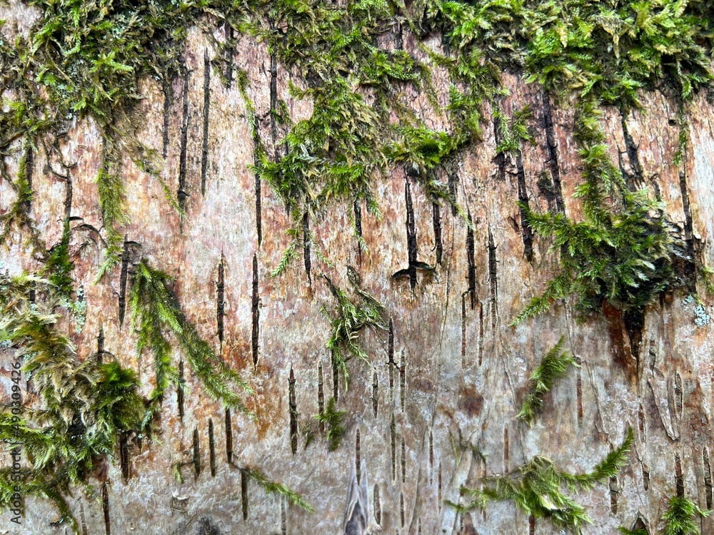 Close up of tree bark showing natural beauty of silver birch in forest woodland in Norfolk East Anglia uk a texture of peeling brown grey and tan branch wood skin and green moss and fauna in Spring Close up of tree bark showing natural beauty of silver birch in forest woodland in Norfolk East Anglia uk a texture of peeling brown grey and tan branch wood skin and green moss and fauna in Spring