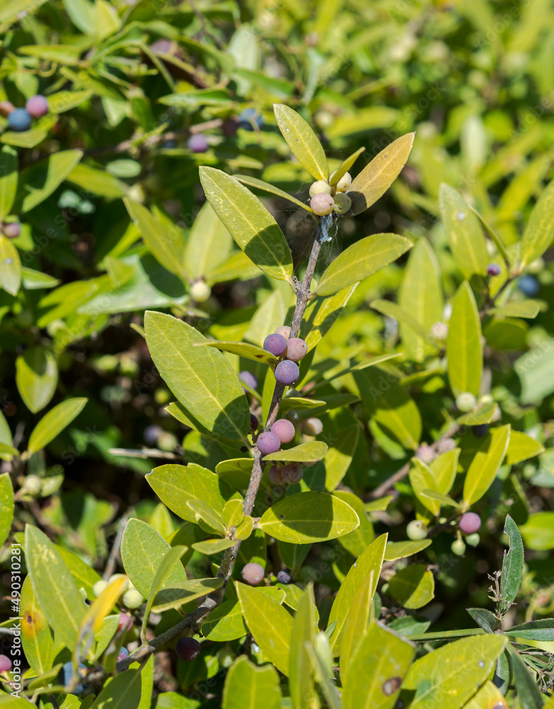 Fototapeta premium Foliage and fruits of Green Olive Tree, Phillyrea latifolia subsp. media. Photo taken in the municipality of Mahon, Menorca, Spain