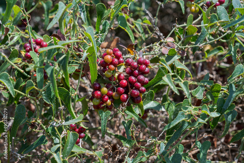Foliage and fruits of Common Smilax, Smilax aspera. Photo taken in the municipality of Mahon, Menorca, Spain photo