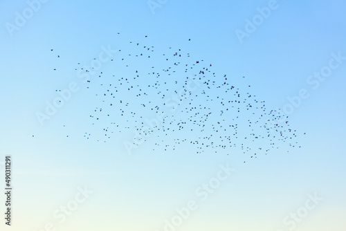 Flock of birds flying at sky 