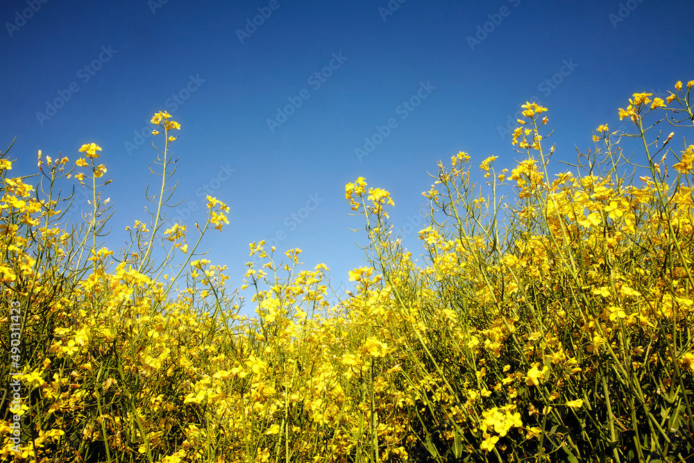 Raps, Natur, Umwelt, Landschaft, Sommer.