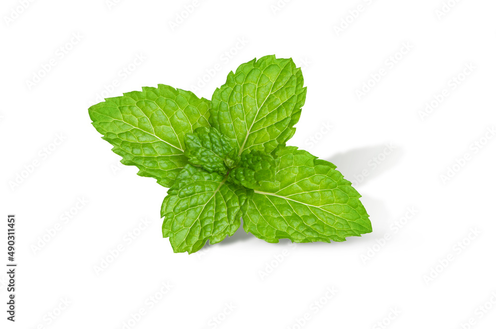 Fresh mint leaf (Spearmint) isolated on white background. Fresh mint leaf (Spearmint) isolated on white background.