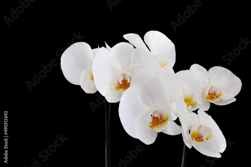 Branches of a blooming white orchid on a black background