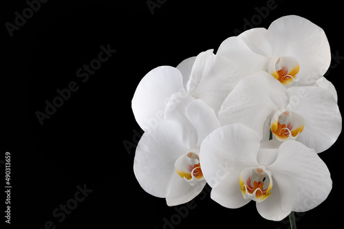 Large detailed white orchid flowers on a black background