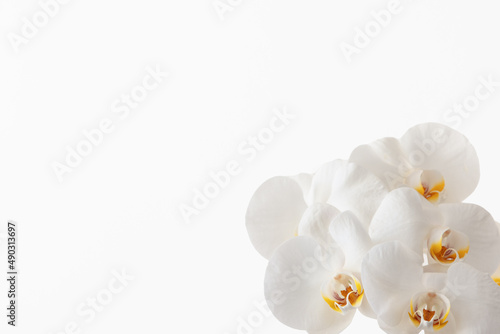 A frame with branch of white orchids on a white background (selective focus).