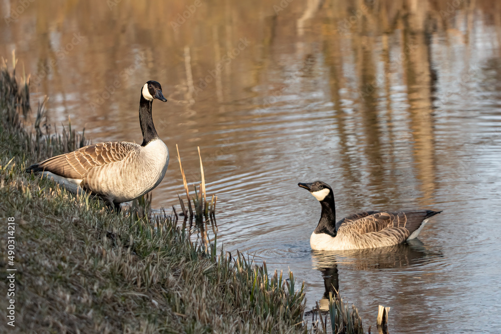 Obraz premium kanadagänse