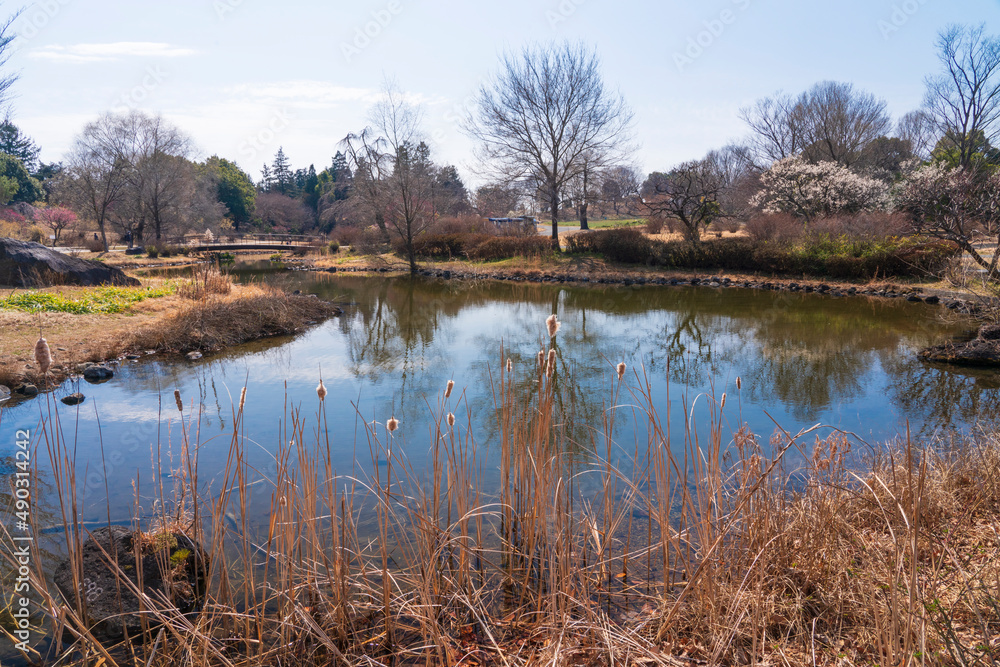 昭和記念公園に咲く梅の花