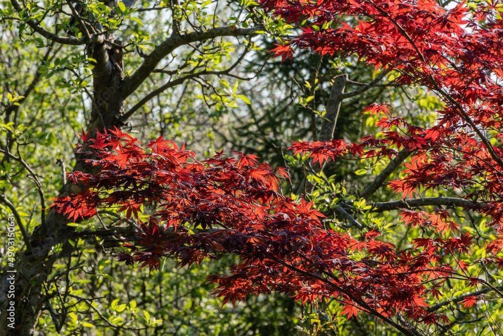 Japanese maple Acer palmatum Atropurpureum on bank of beautiful garden pond. Young red leaves on blurred background of leaves of swamp iris. Spring landscaped garden. Nature concept for design. Japanese maple Acer palmatum Atropurpureum on bank of beautiful garden pond. Young red leaves on blurred background of leaves of swamp iris. Spring landscaped garden. Nature concept for design.