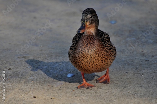 Duck is a representative of birds from several genera of the duck family: piebald ducks, diving ducks, savki, river ducks, steamer ducks, musk ducks and crumbs; in total, more than 110 species. Ducks  photo