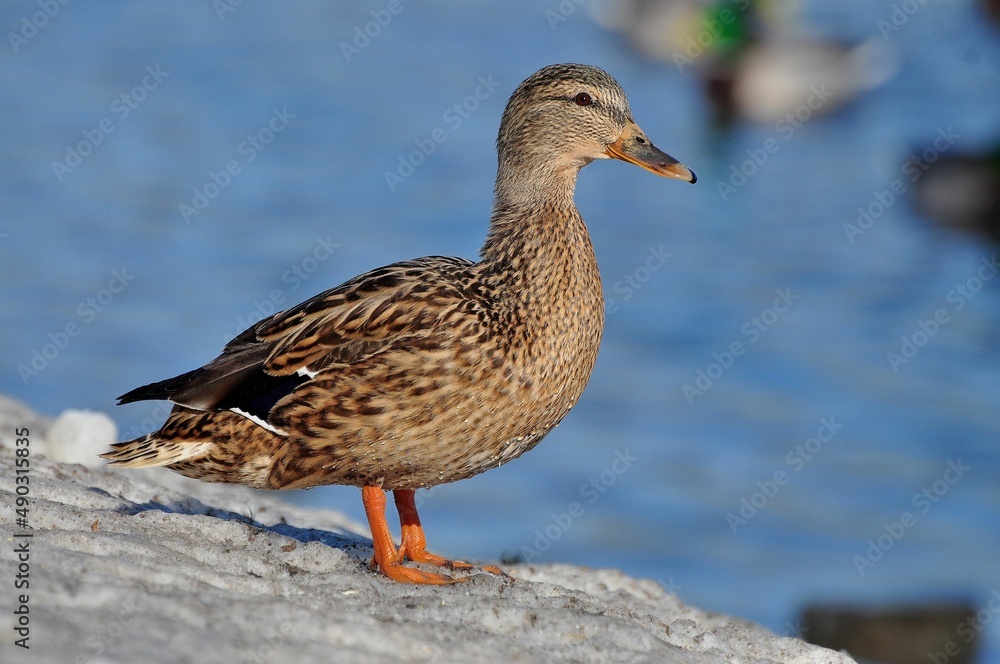 Duck is a representative of birds from several genera of the duck family: piebald ducks, diving ducks, savki, river ducks, steamer ducks, musk ducks and crumbs; in total, more than 110 species. Ducks Duck is a representative of birds from several genera of the duck family: piebald ducks, diving ducks, savki, river ducks, steamer ducks, musk ducks and crumbs; in total, more than 110 species. Ducks