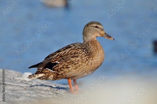 Duck is a representative of birds from several genera of the duck family: piebald ducks, diving ducks, savki, river ducks, steamer ducks, musk ducks and crumbs; in total, more than 110 species. Ducks 
