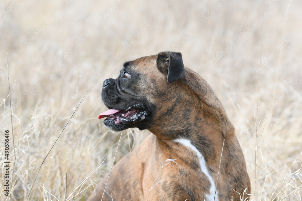 Portrait d'un chien de race boxer dans un champs Portrait d'un chien de race boxer dans un champs