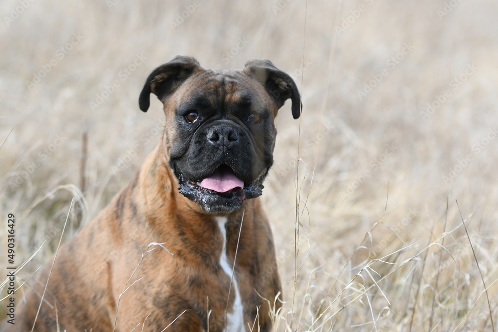 Portrait d'un chien de race boxer dans un champs Portrait d'un chien de race boxer dans un champs