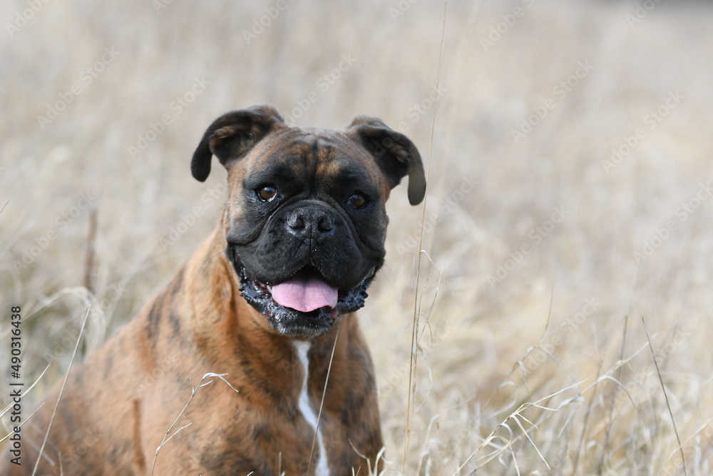 Portrait d'un chien de race boxer dans un champs Portrait d'un chien de race boxer dans un champs