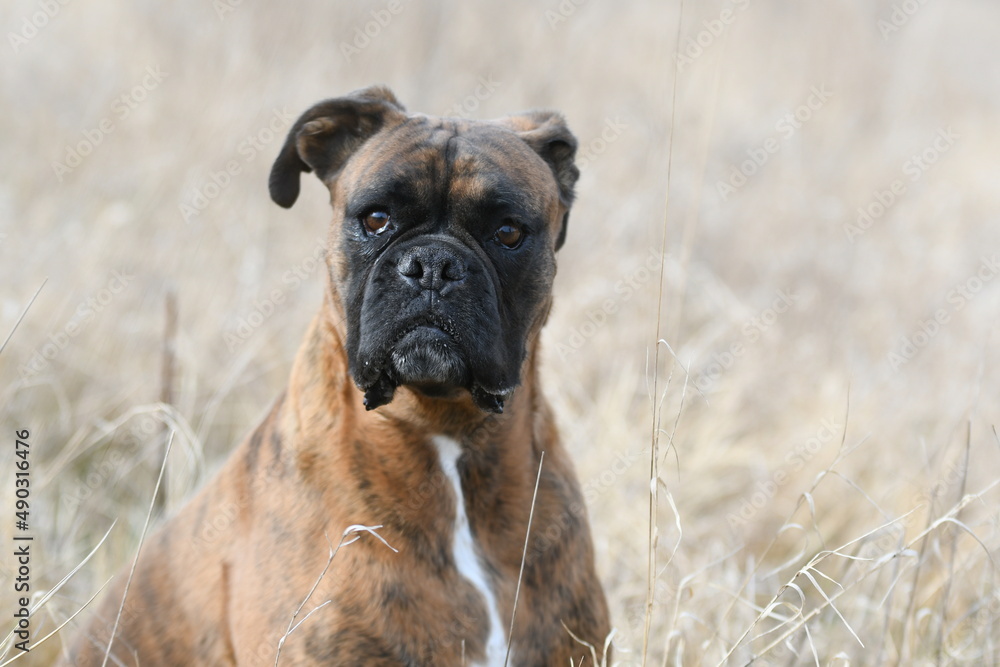 Portrait d'un chien de race boxer dans un champs