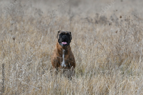 Chien de race boxer  © Alexandre