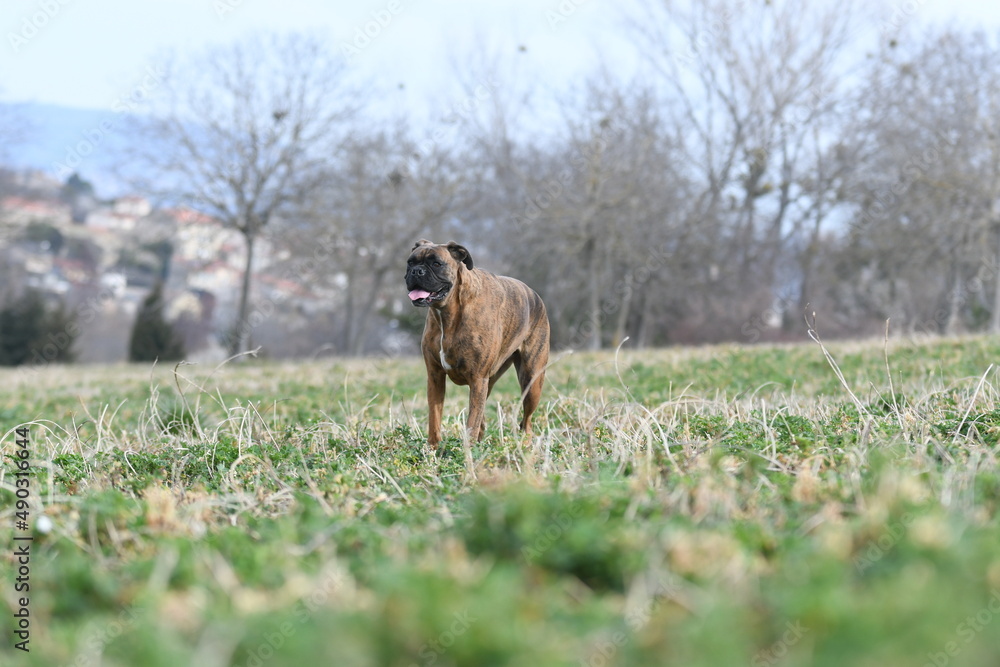 Portrait d'un chien mâle boxer