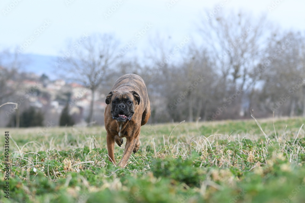 Portrait d'un chien de race boxer en France