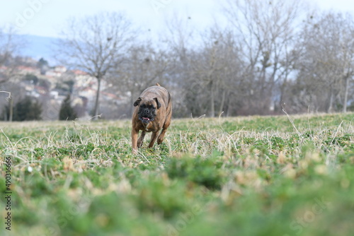 Portrait d'un chien mâle boxer © Alexandre