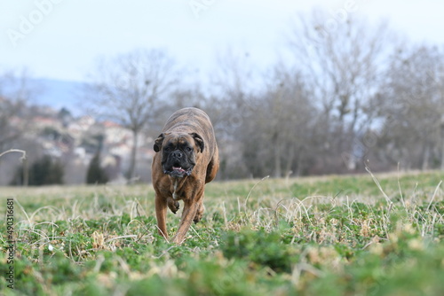 Portrait d'un chien de race boxer en France © Alexandre