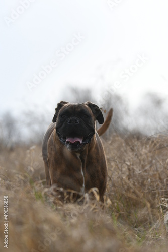 Portrait d'un chien de race boxer dans les bois