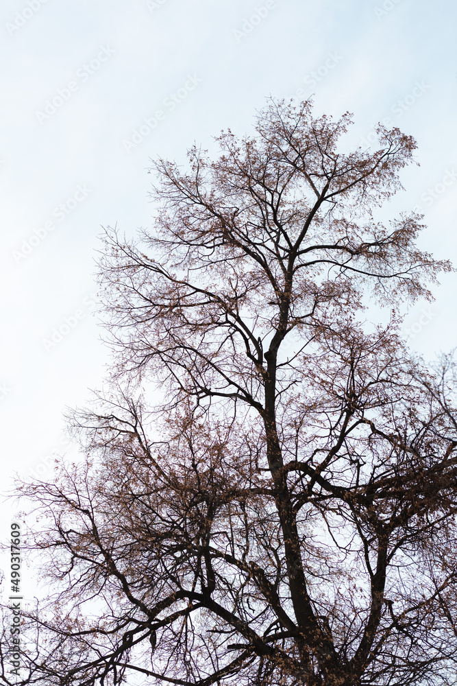 A silhouette of a leafless tree against white sky during a winter. Low angle A silhouette of a leafless tree against white sky during a winter. Low angle