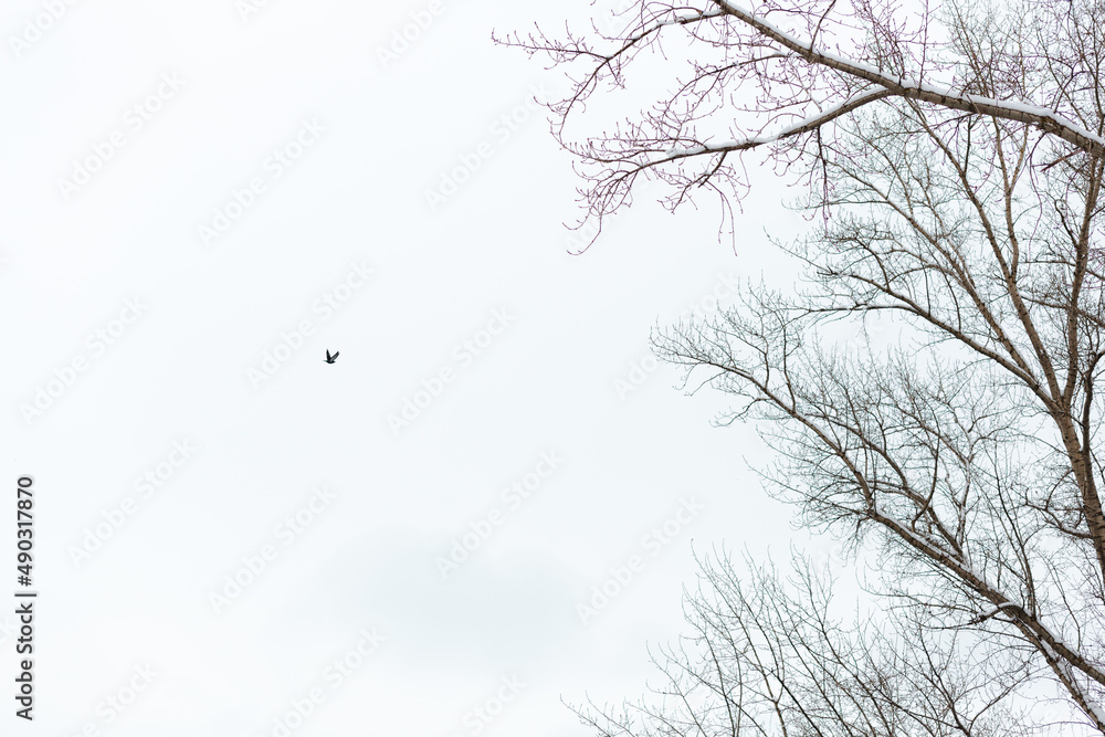 Obraz premium A silhouette of a bird flying in the air against white clear sky isolated. Branches of leafless trees are on the right side of the frame