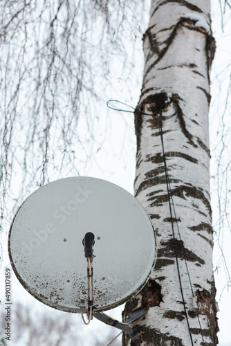 A satellite TV antenna plate on a birch tree against a clear white sky background. Several branches are on the top of the frame photo