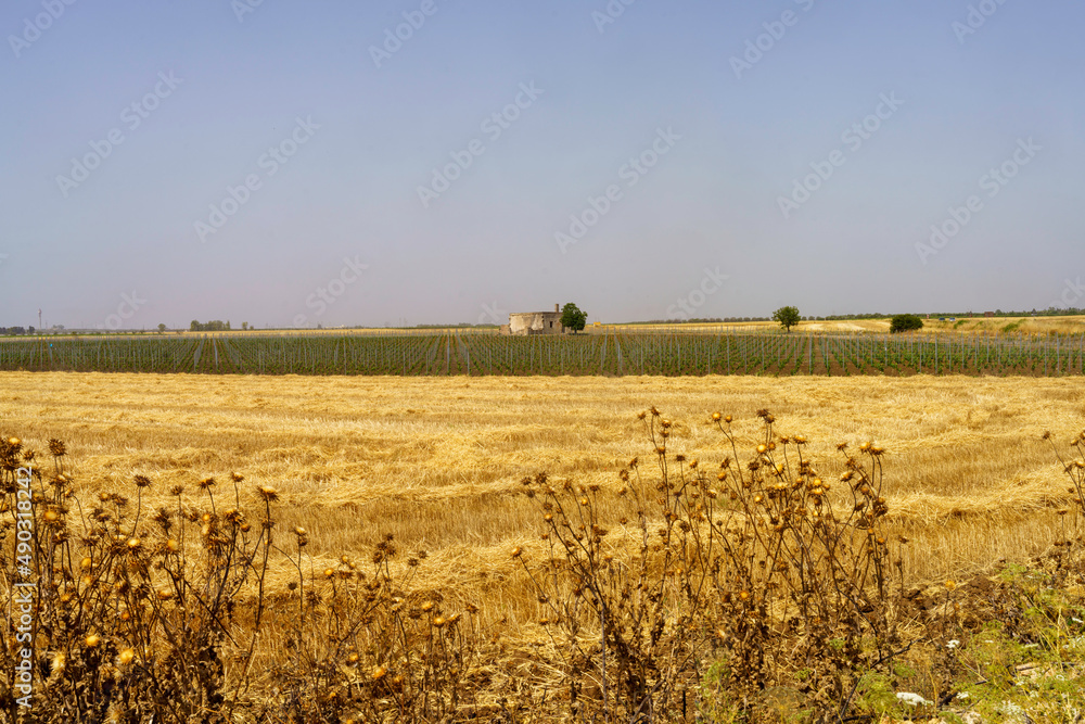 Fototapeta premium Country landscape in Apulia near Manduria