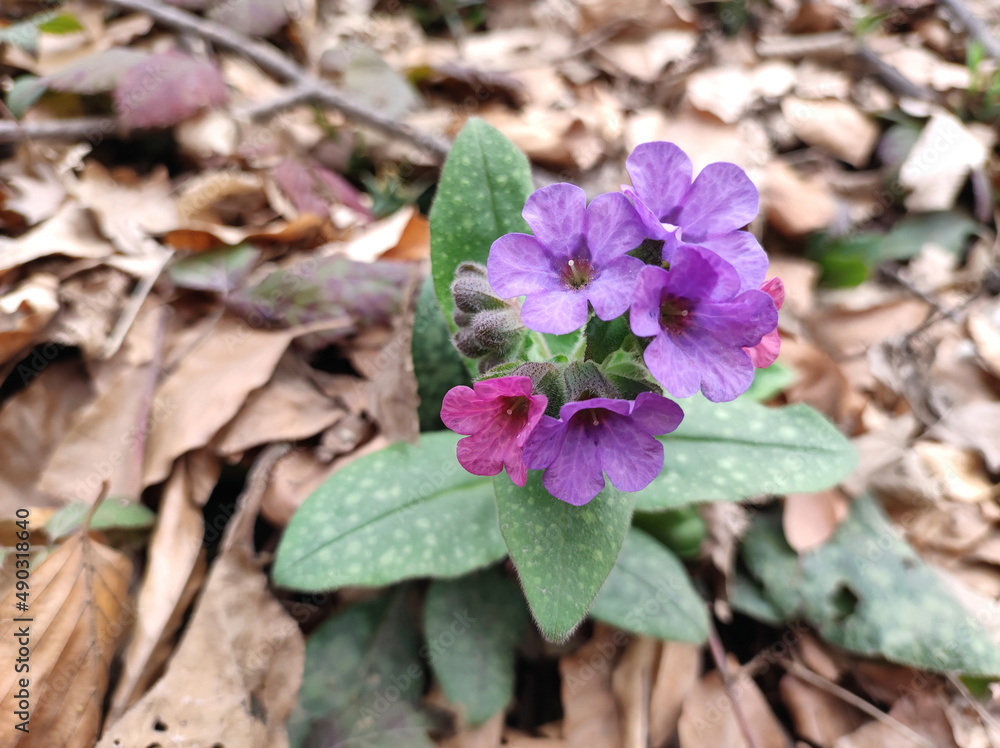 wild purple flower growing in the forest wild purple flower growing in the forest