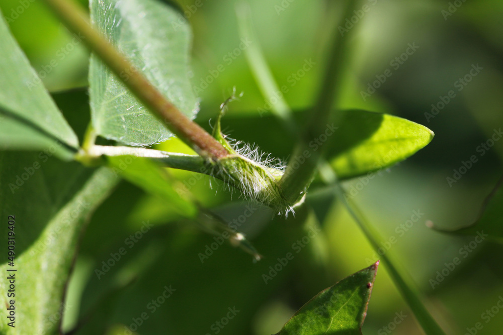 Red clover ( Trifolium pratense ) plant detail with isolated stem, petiole and stipule leaf