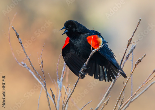 red winged blackbird