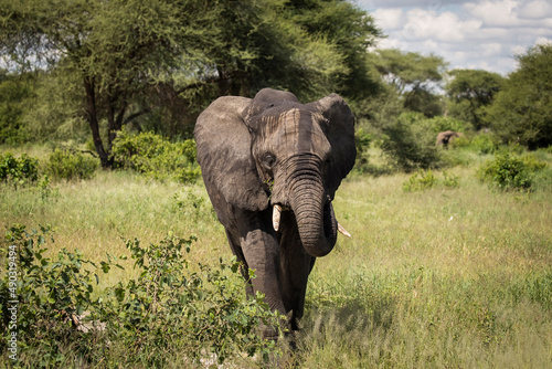 Canvas Print Beautiful elephants during safari in Tarangire National Park, Tanzania