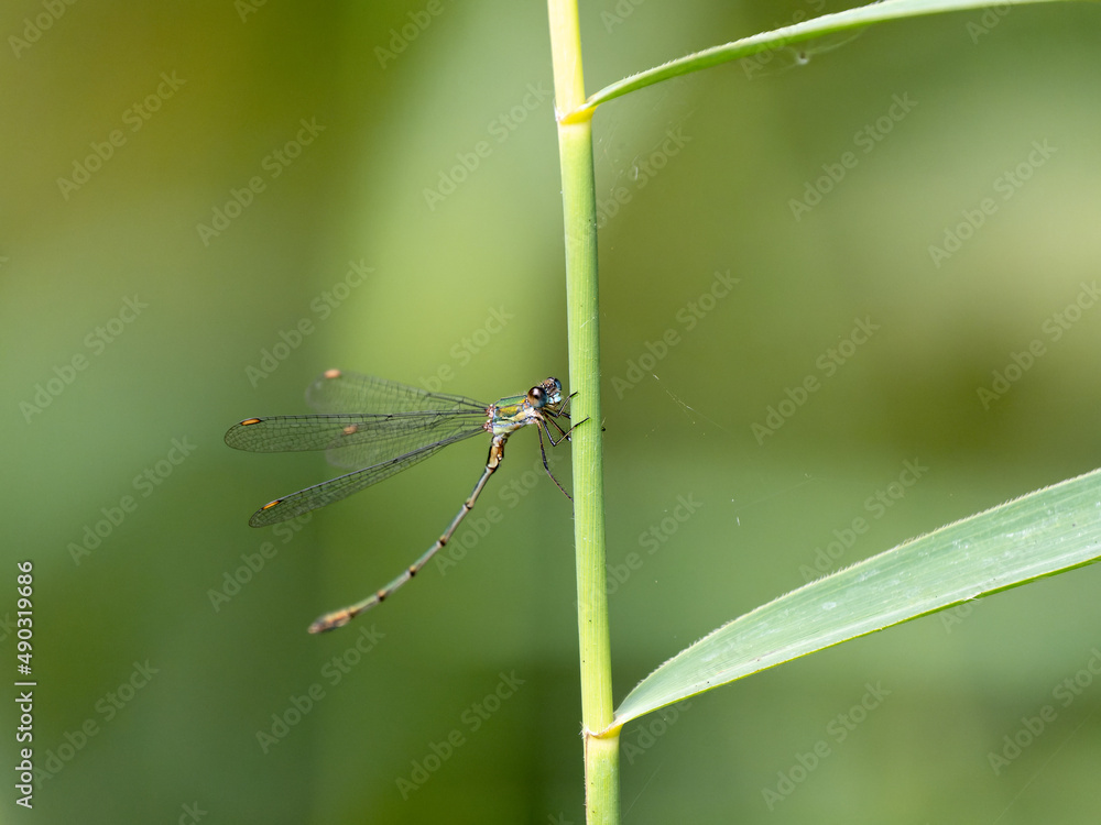 Willow Emerald Damselfly Resting on a Reed Willow Emerald Damselfly Resting on a Reed