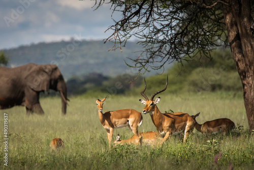 Fototapeta Naklejka Na Ścianę i Meble -  Beautiful elephants and impalas during safari in Tarangire National Park, Tanzania with trees in background.
