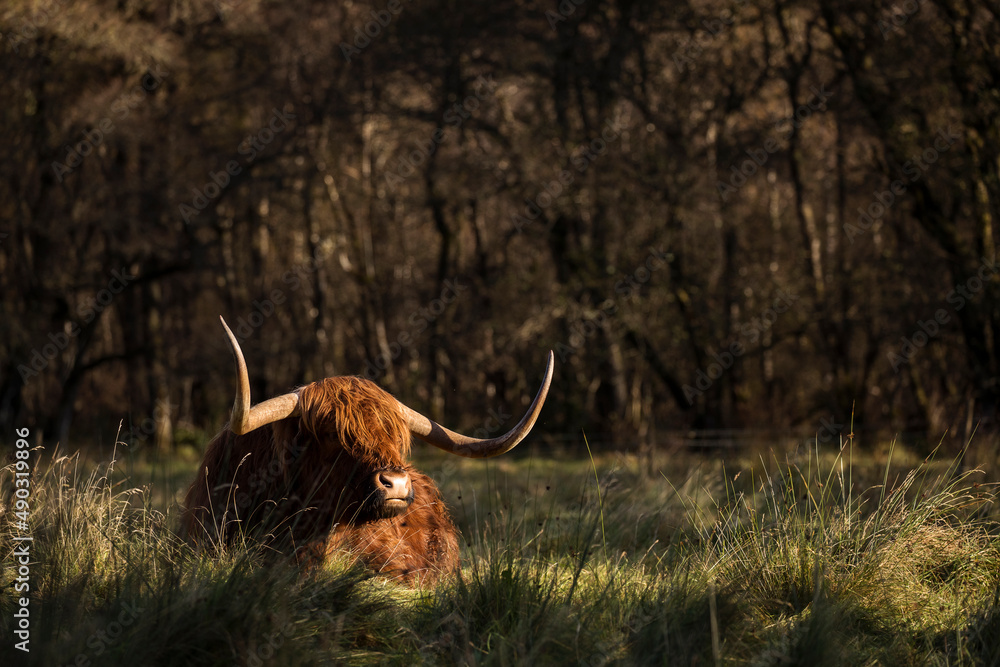 Furry highland cow in Isle of Skye, Scotland.