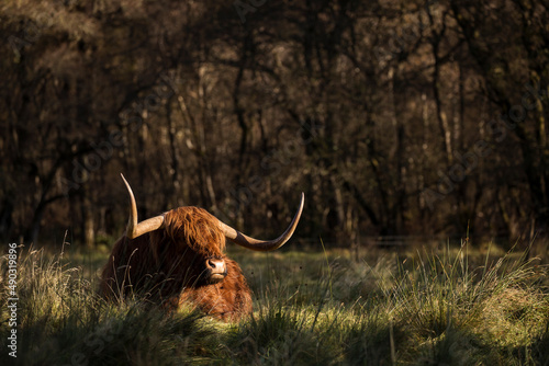Obraz na płótnie Furry highland cow in Isle of Skye, Scotland. w salonie