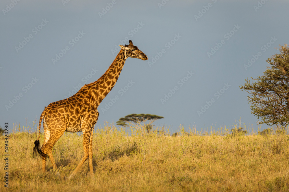 Obraz premium Giraffe with trees in background during sunset safari in Serengeti National Park, Tanzania. Wild nature of Africa..