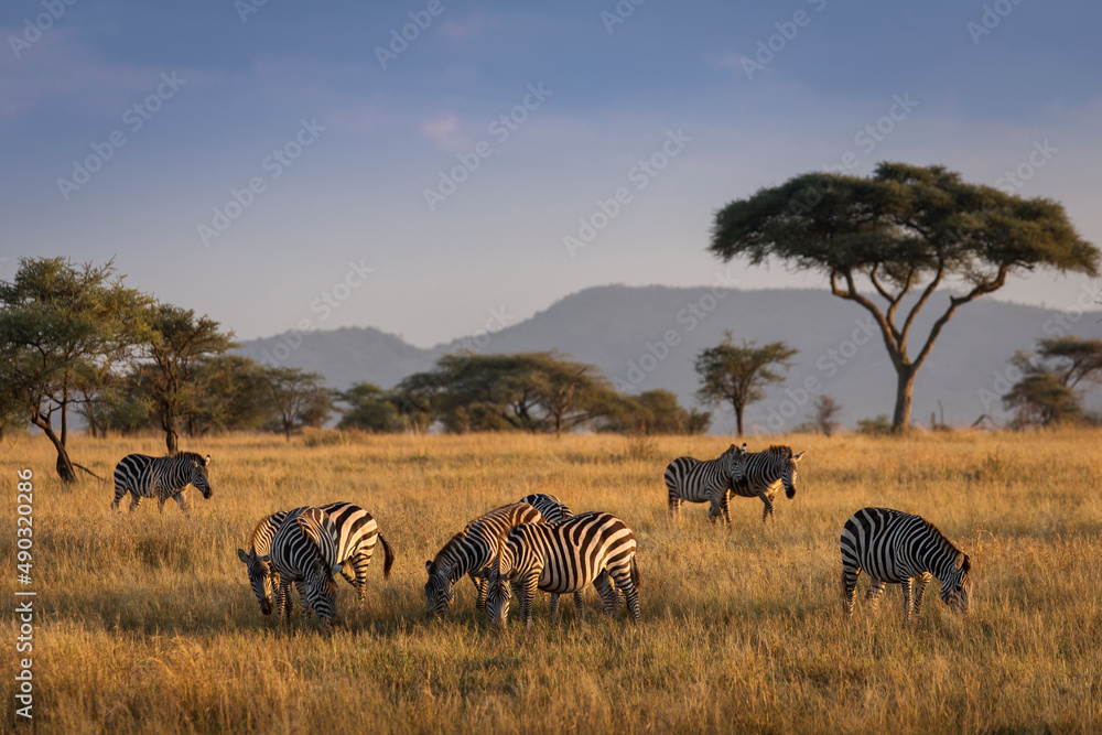 African zebras at beautiful landscape during sunrise safari in the Serengeti National Park. Tanzania. Wild nature of Africa.. - obrazy, fototapety, plakaty 